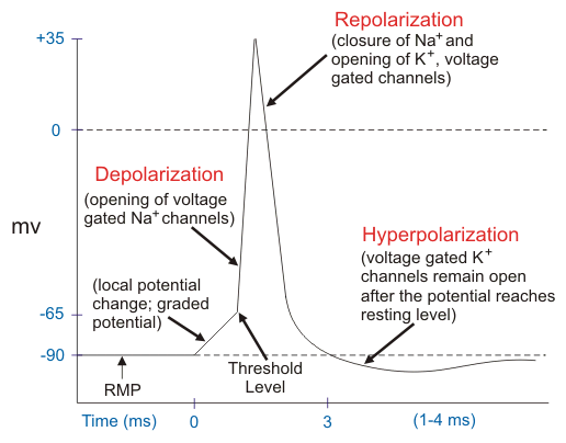 Potencial de acción y potencial de reposo